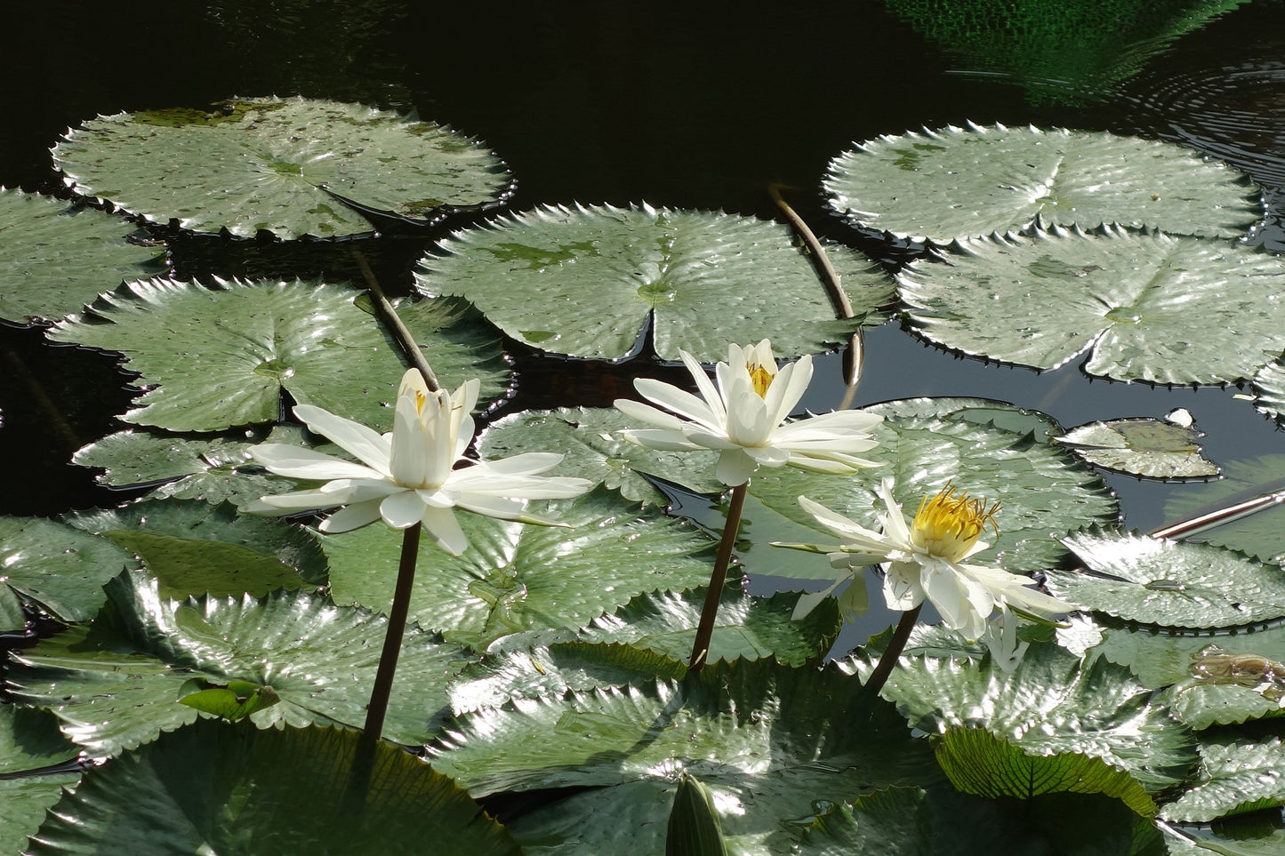 Nymphaea pubescens (small)
