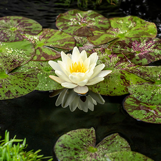 Nymphaea ‘marliacea chromatella’