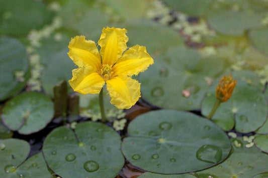 Nymphoides peltata