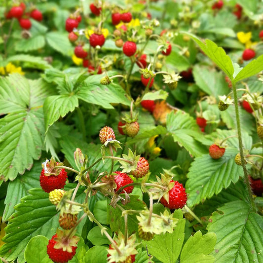 Alpine strawberry plant