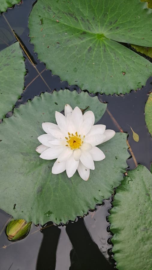 Nymphaea zenkeri (small) (tropical waterlily